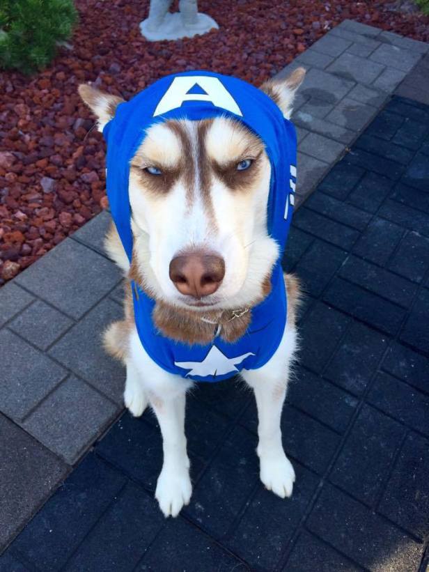 12079699_530723433752827_7961610616586510270_n