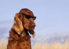 funny-dog-sunglasses-beautiful-irish-setter-male-taking-sun-bath-37639717