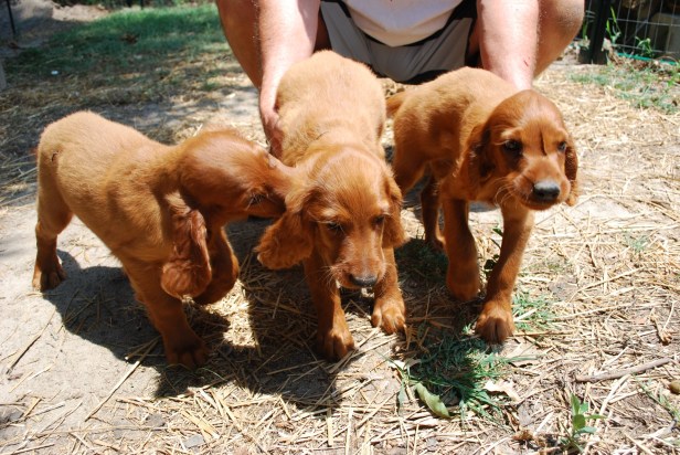 nocollarblkcollarruntmales9wks