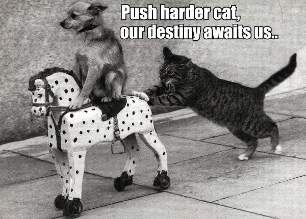 Push-harder-cat-our-destiny-awaits-us..
