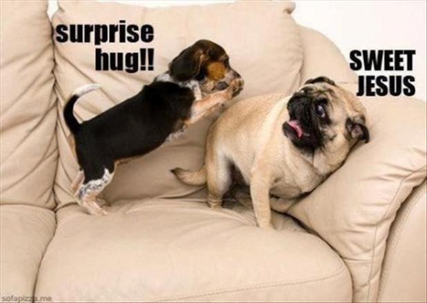 funny-dogs-surprise-hugs